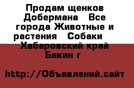 Продам щенков Добермана - Все города Животные и растения » Собаки   . Хабаровский край,Бикин г.